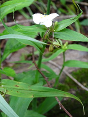 Tradescantia ozarkana