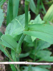 Tradescantia ozarkana