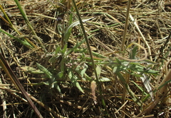 Denekia capensis image