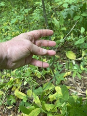 Poa sylvestris