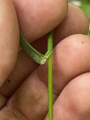 Poa sylvestris