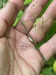 Poa sylvestris