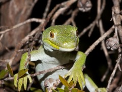 Naultinus stellatus