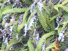 Blechnum durum