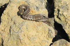 Thamnophis scalaris