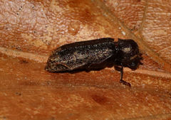 Lichenophanes bicornis