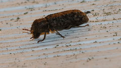 Lichenophanes bicornis