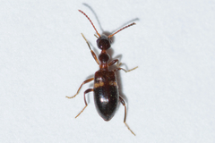 Malporus formicarius