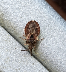 Aradus fuscomaculatus