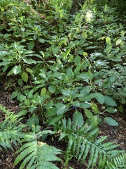 Lobelia physaloides