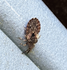 Aradus fuscomaculatus