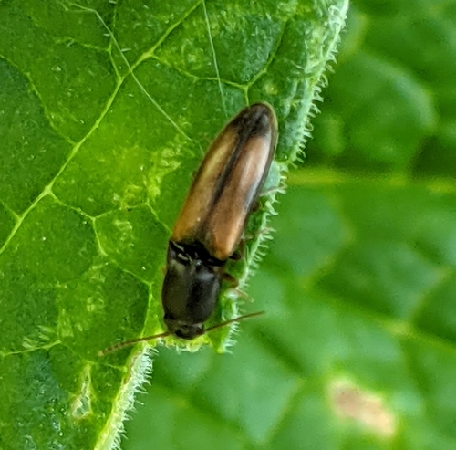 Idolus occidentalis