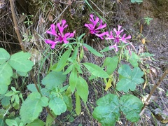 Clarkia concinna concinna