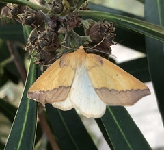 Neoterpes edwardsata