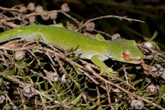 Naultinus stellatus