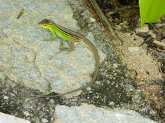 Cnemidophorus ruatanus