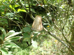 Mestra hersilia hersilia