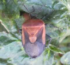 Coridius viduatus