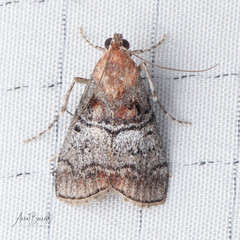 Pococera maritimalis