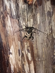 Graphisurus triangulifer