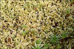 Lophocolea semiteres