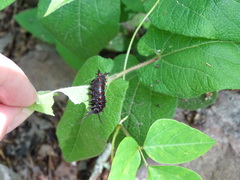 Aristolochia reticulata