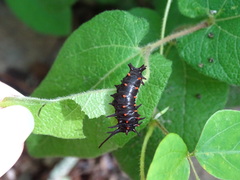 Aristolochia reticulata