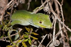 Naultinus stellatus
