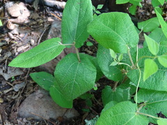 Aristolochia reticulata