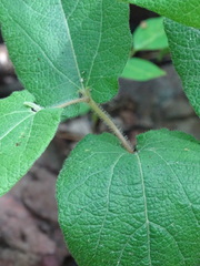 Aristolochia reticulata