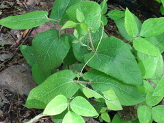 Aristolochia reticulata