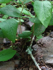 Aristolochia reticulata