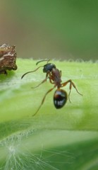 Dolichoderus plagiatus