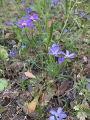 Leptosiphon androsaceus