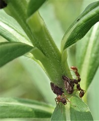 Dolichoderus plagiatus