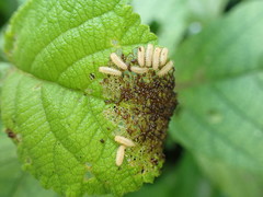 Metrogaleruca obscura