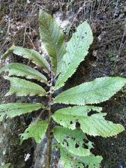 Elatostema rugosum