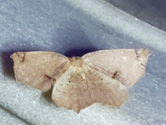 Antepione thisoaria