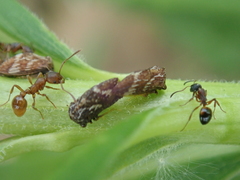 Dolichoderus plagiatus