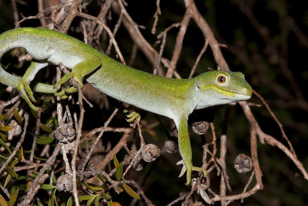 Nelson Green Gecko