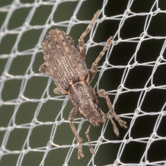 Sitona californius