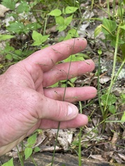 Poa sylvestris