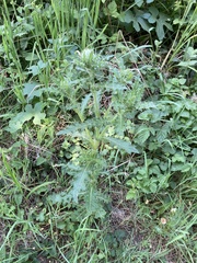 Cirsium brevistylum