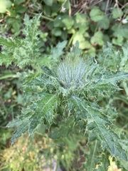 Cirsium brevistylum