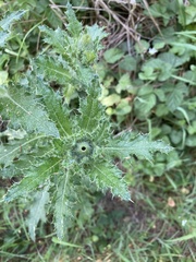 Cirsium brevistylum