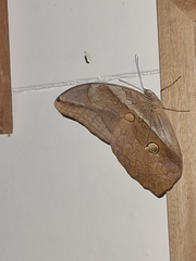 Eryphanis automedon