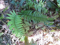 Polystichum wawranum