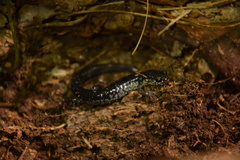 Plethodon chattahoochee