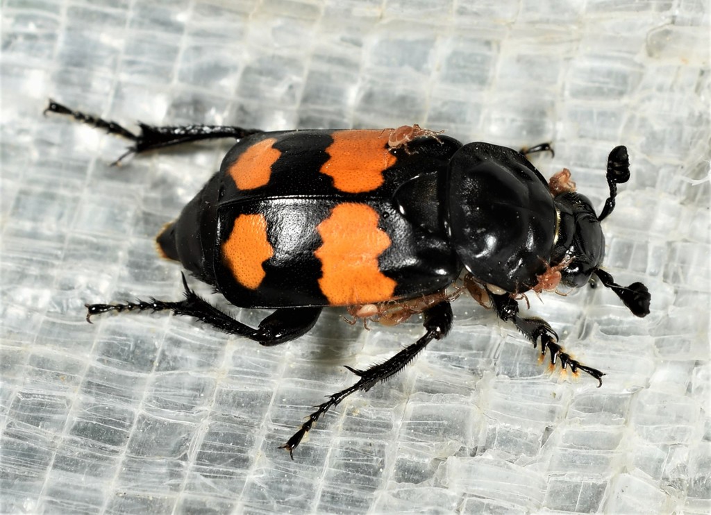 Boreal Burying Beetle