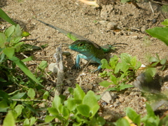 Cnemidophorus ruatanus